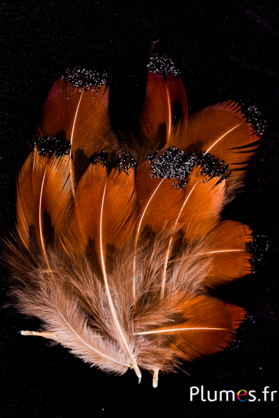 Faisan de Colchide paillettes noires - 3-5 cm - naturel